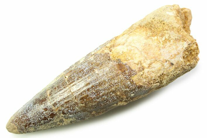 Fossil Spinosaurus Tooth - Real Dinosaur Tooth #357748